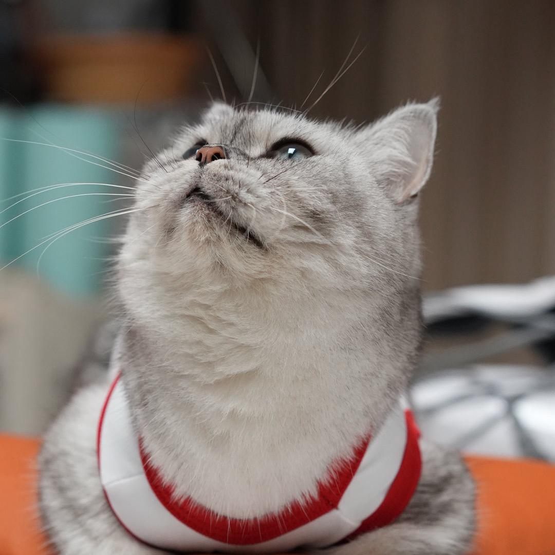 卯川