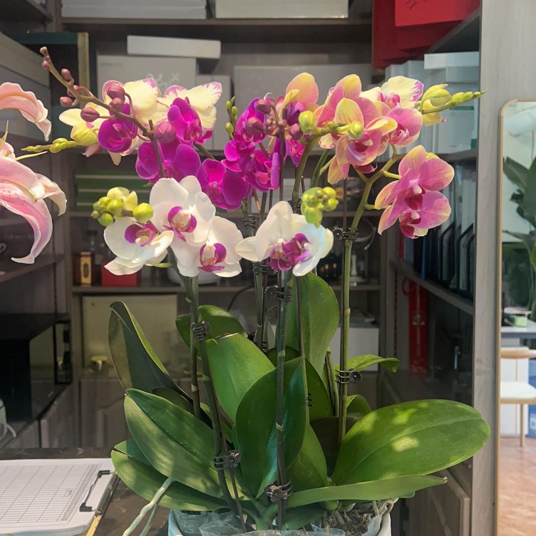 女王绿植养护小号