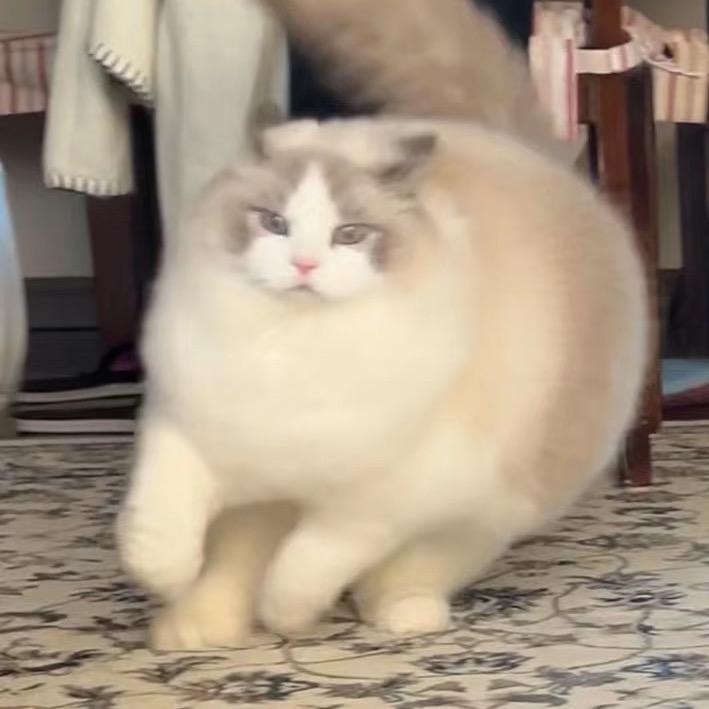 。小白菜头像