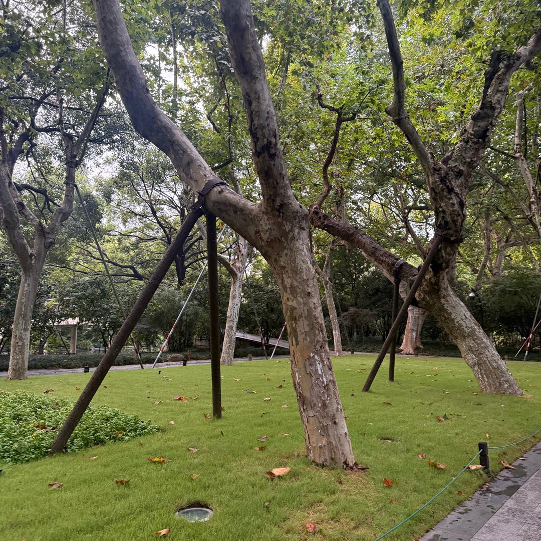 阿梨