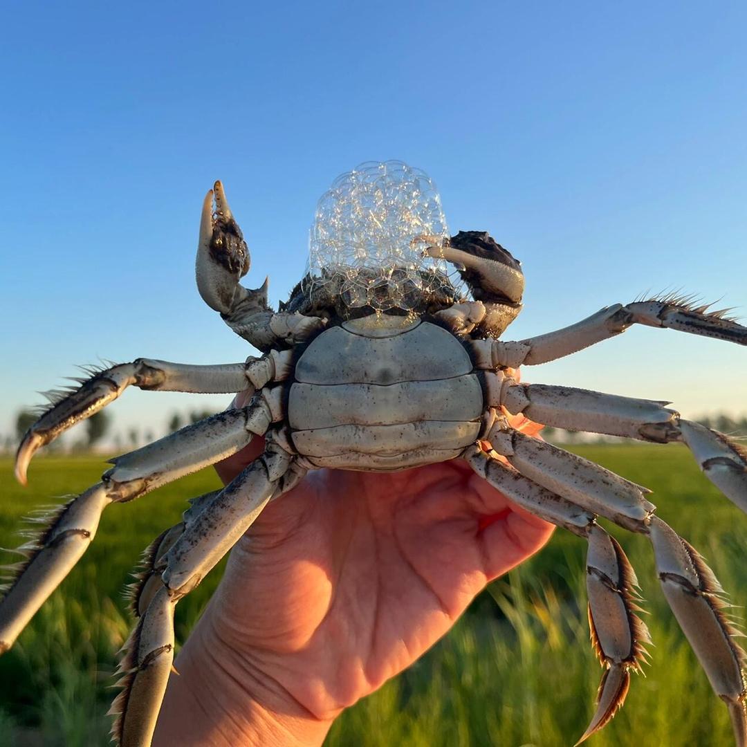 满满河蟹水产甄选