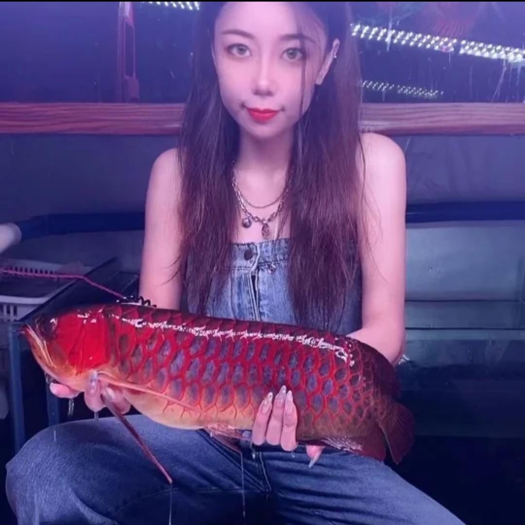 广州康龍水族二姐红龙鱼【潜龙虎魟鱼】