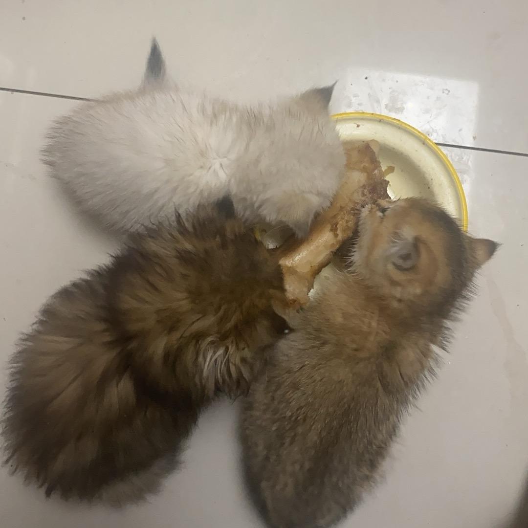 爱蹦迪的赚赚🐱