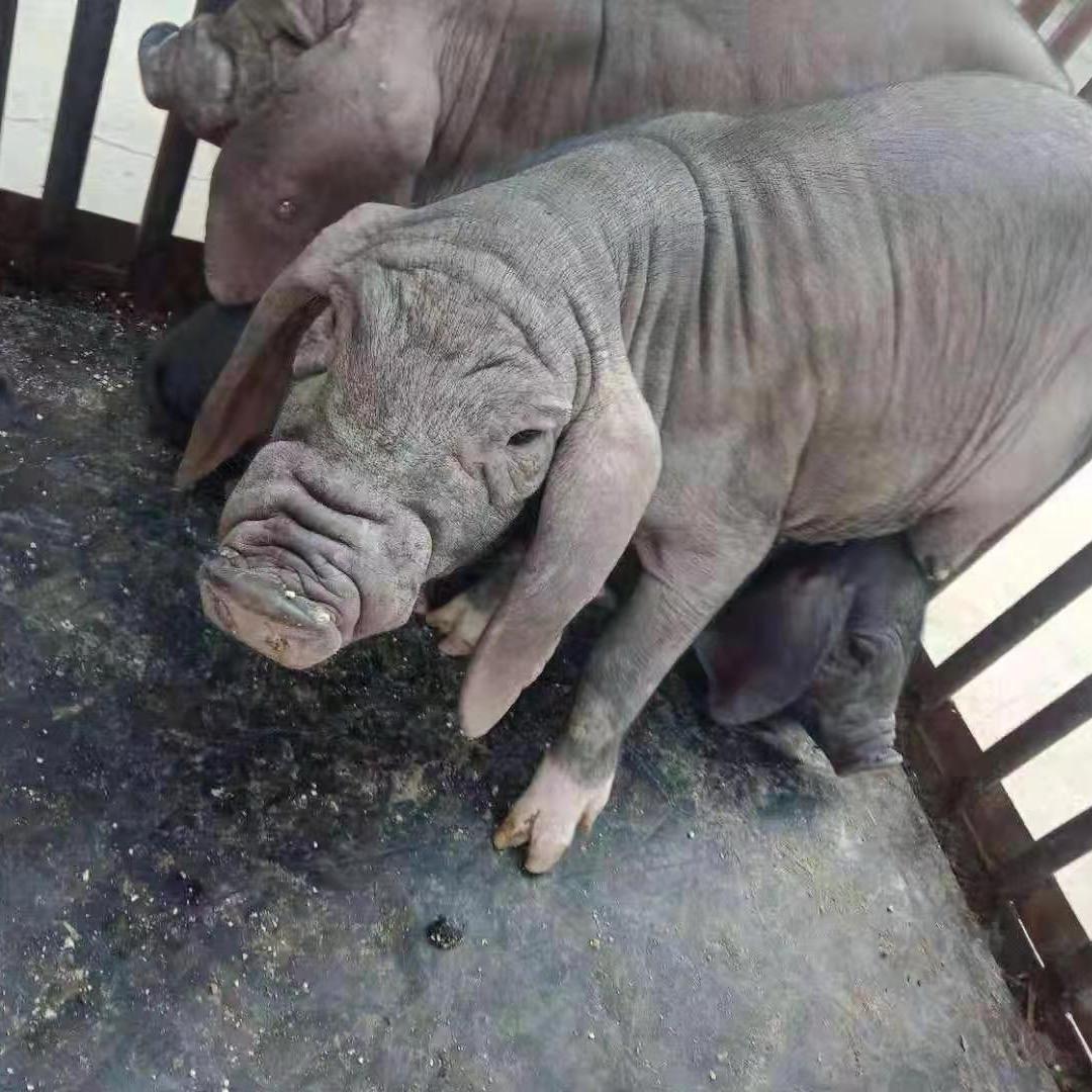 成诚生态牧业