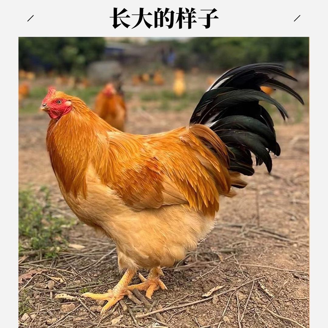 弘欧甄选