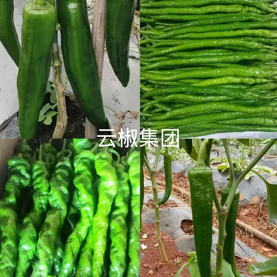 云南辣椒🌶️哥专业做辣椒