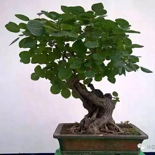 一木艺景