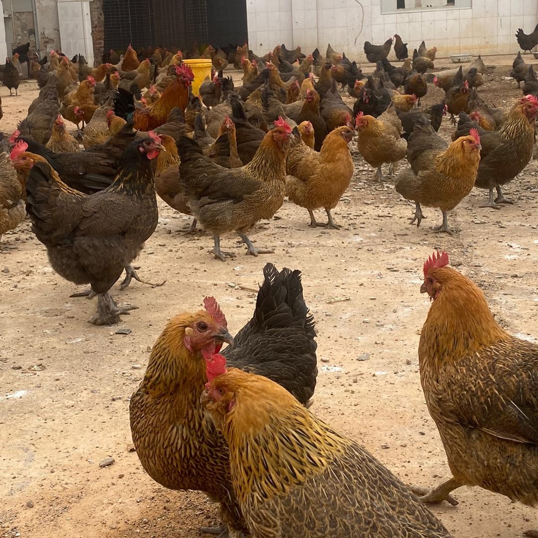 四方农副产品经营部