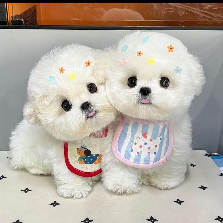 小小萌宠
