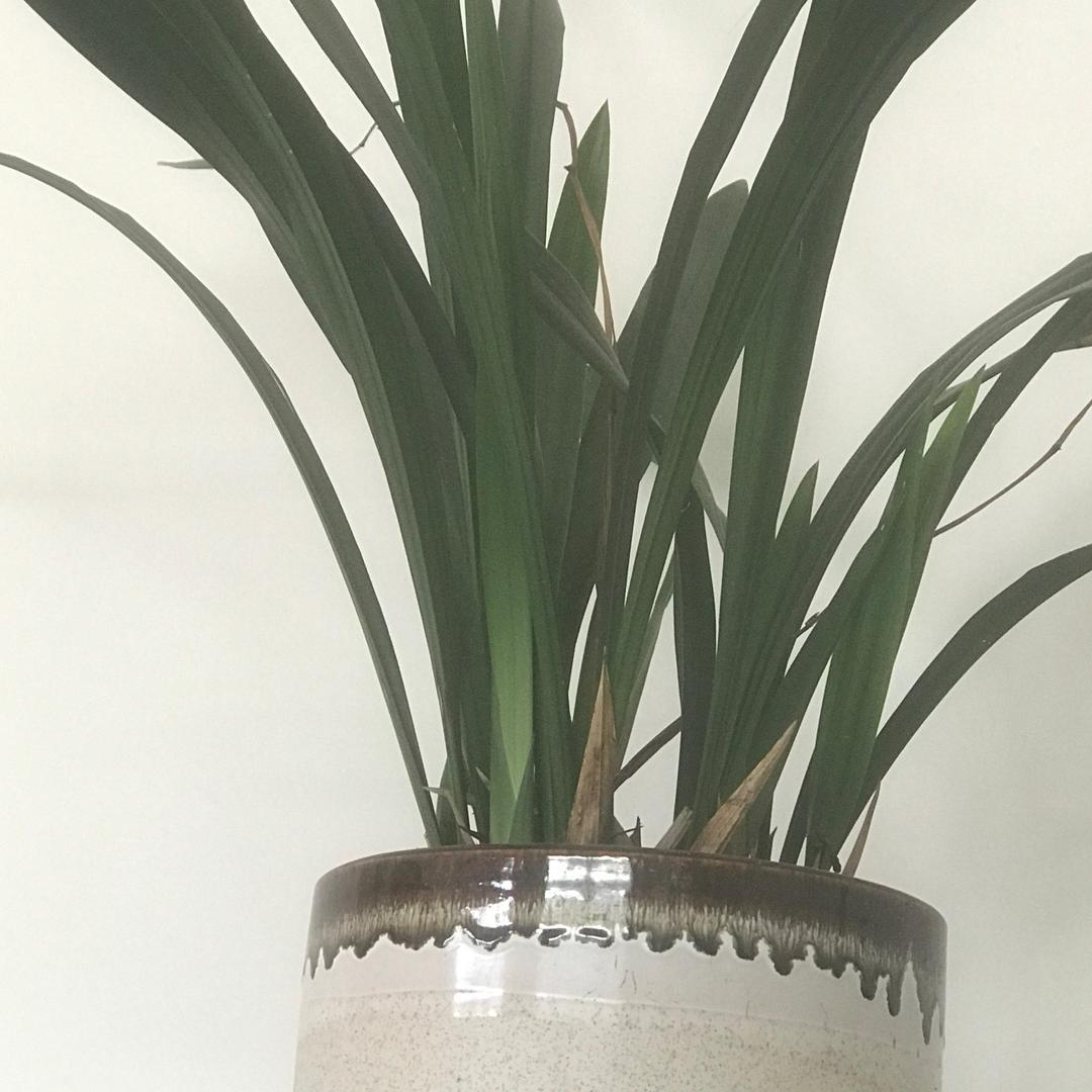 Gyk