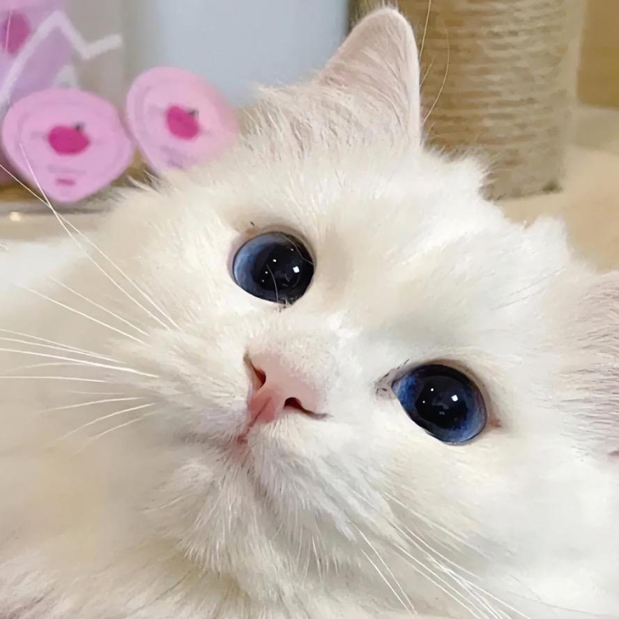 🦢🌿燃ᥫ᭡🌸