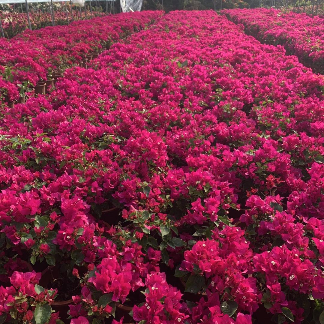玫瑰月季花卉三角梅