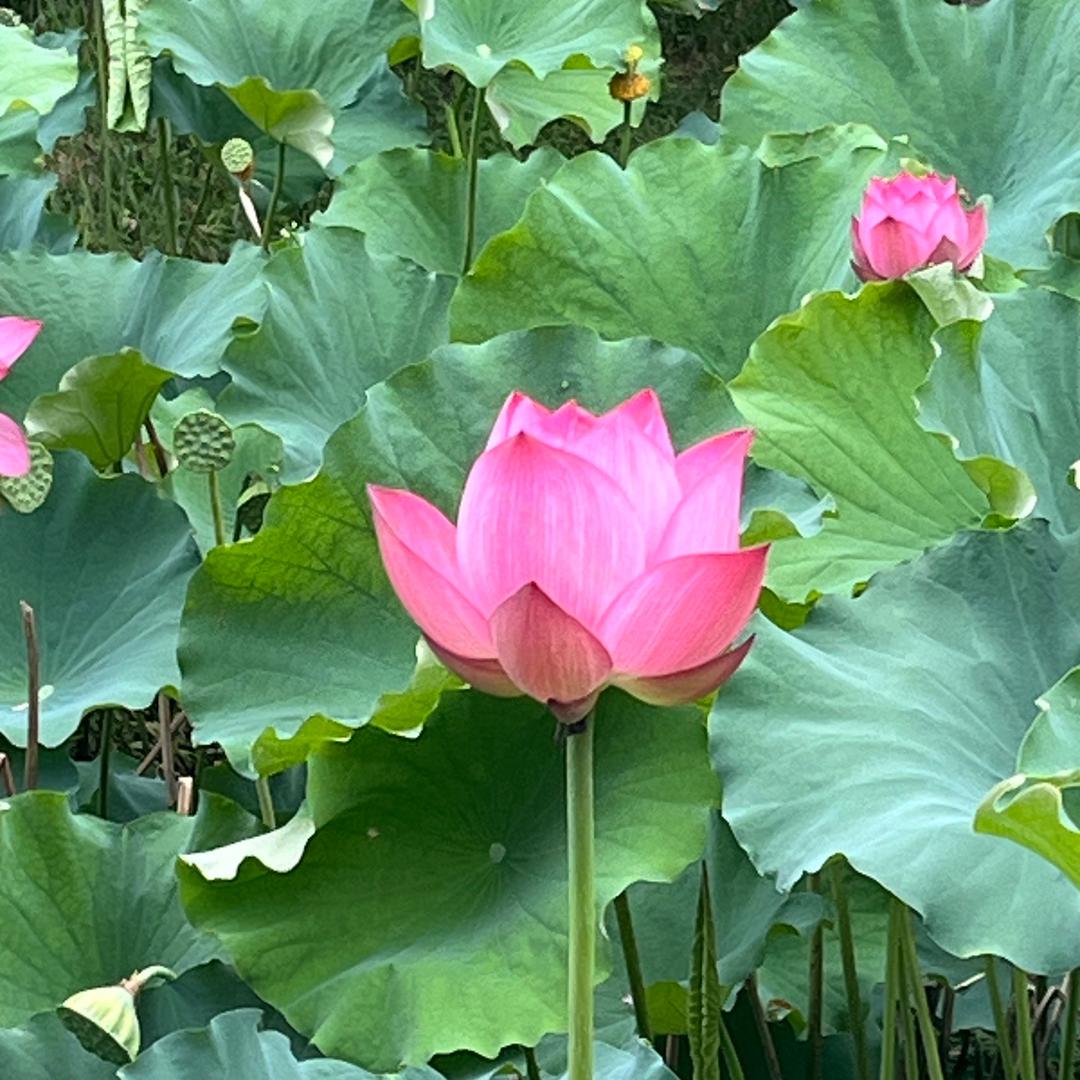 金戈铁马