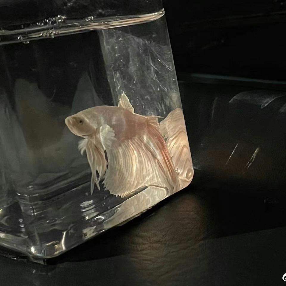 Tan.（性缘脑和出轨男能不能滚）