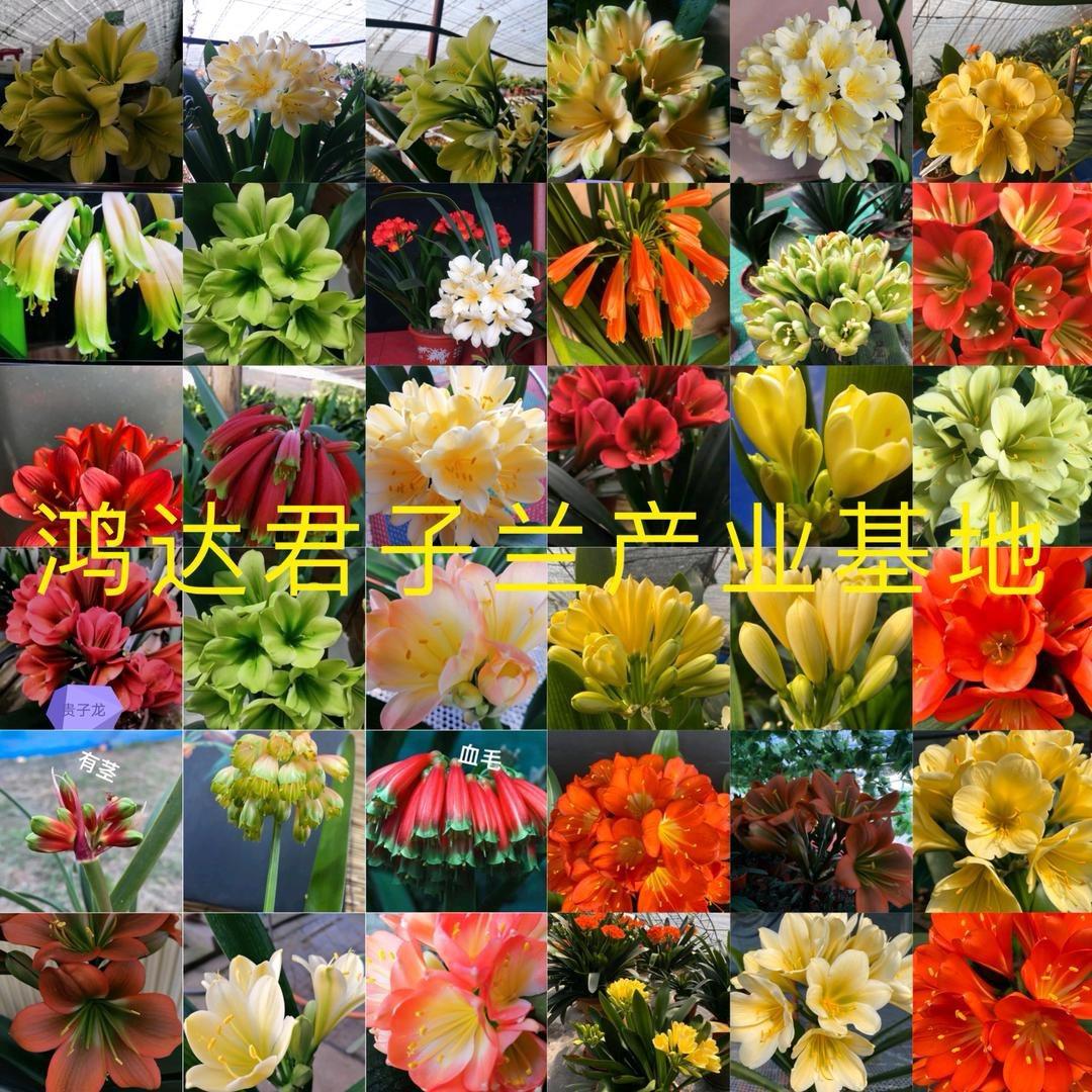 鸿达君子兰2号店