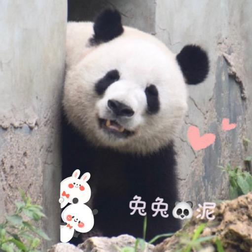 兔兔🐼泥
