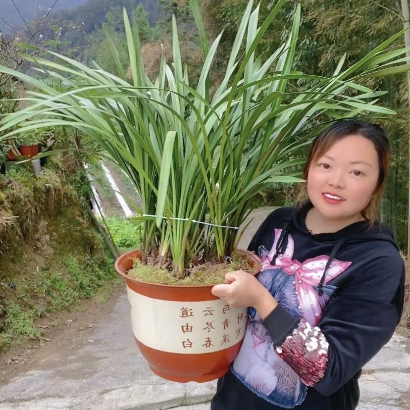 恩施静安盆景兰花苑