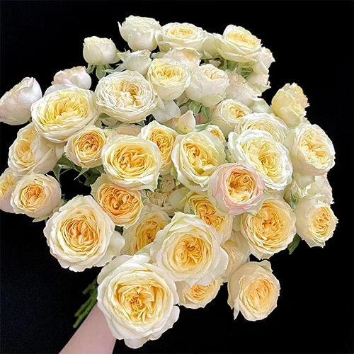 Lyead💐