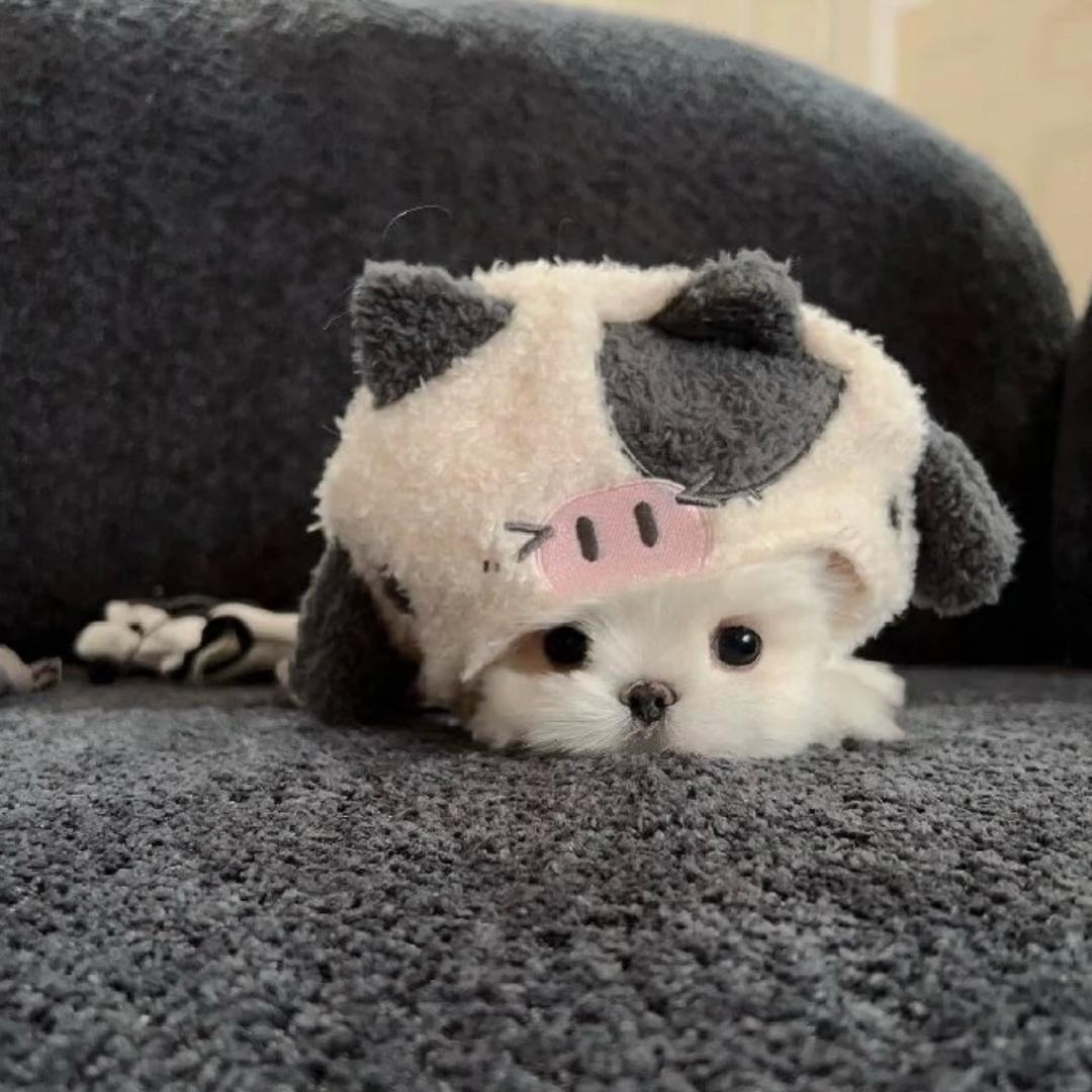 麻烦您举个栗子