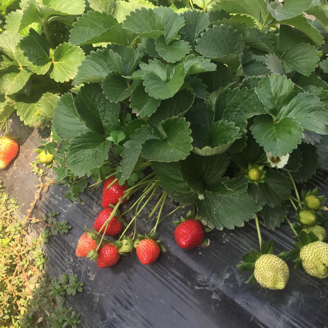 距离产生美卉丌