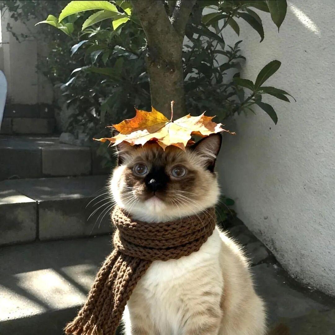 小妮