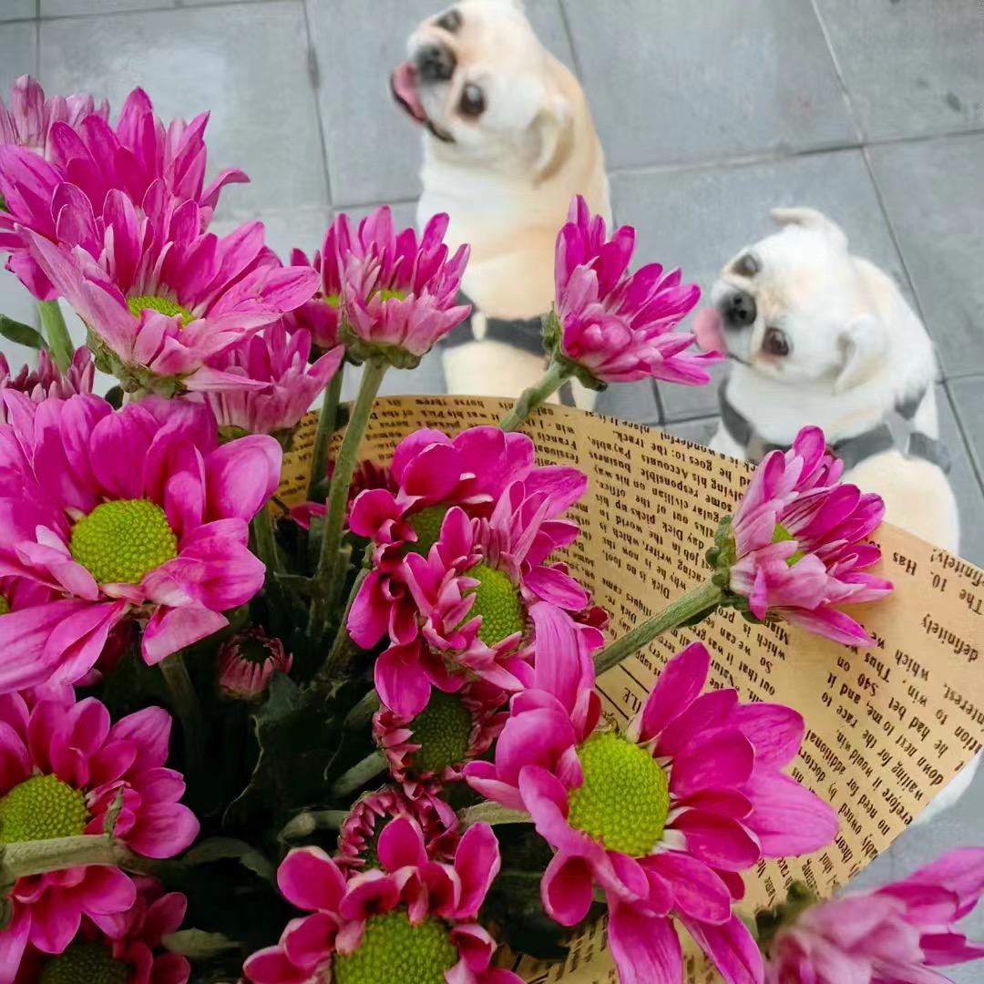 @灵儿的萌宠🐶