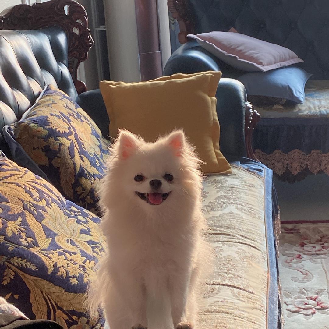 一只小咩咩