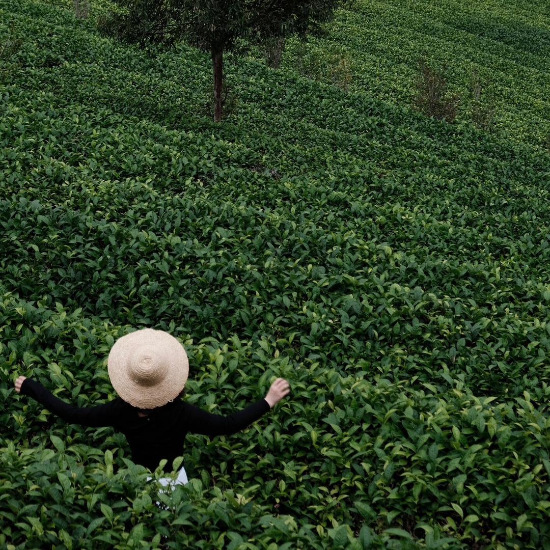 回品茶叶