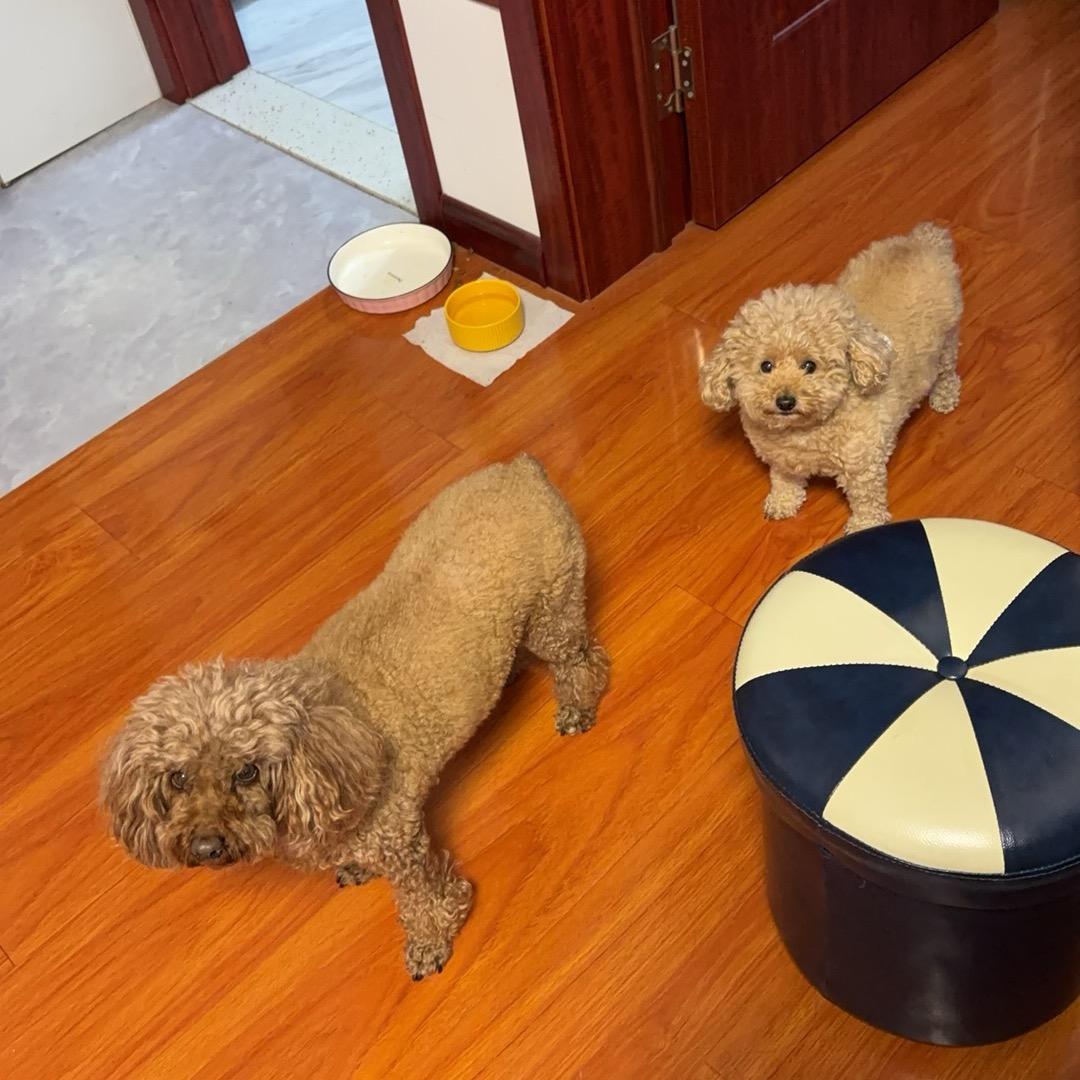 妹妹和星星的快乐生活🐶