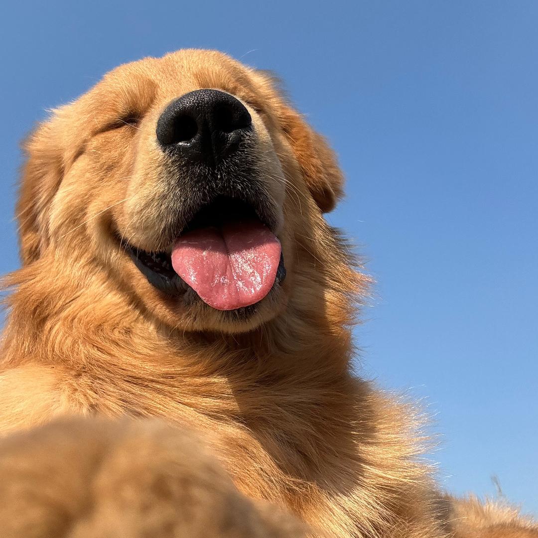 金毛妙脆角了个角