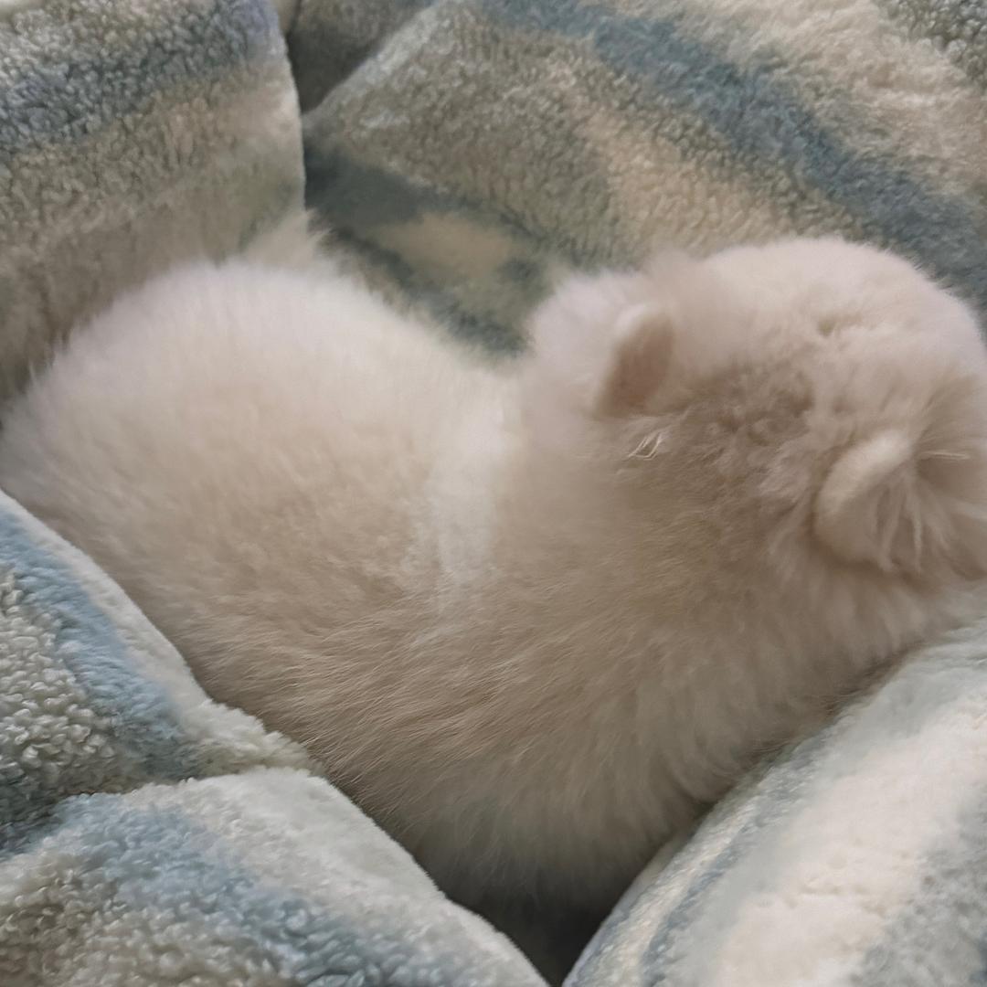 iwannasheep