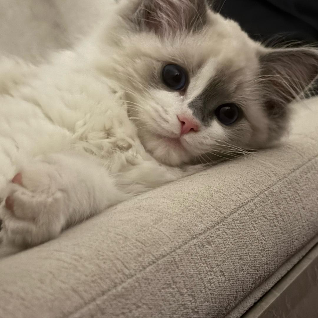 招财今天营业了吗