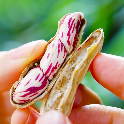 新鲜七彩花生产地直发