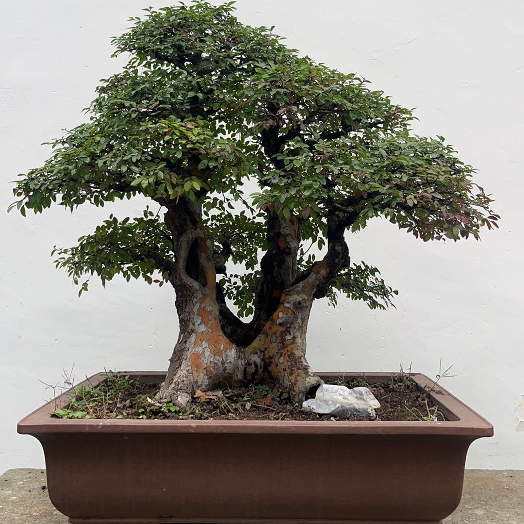 金仔盆景小号