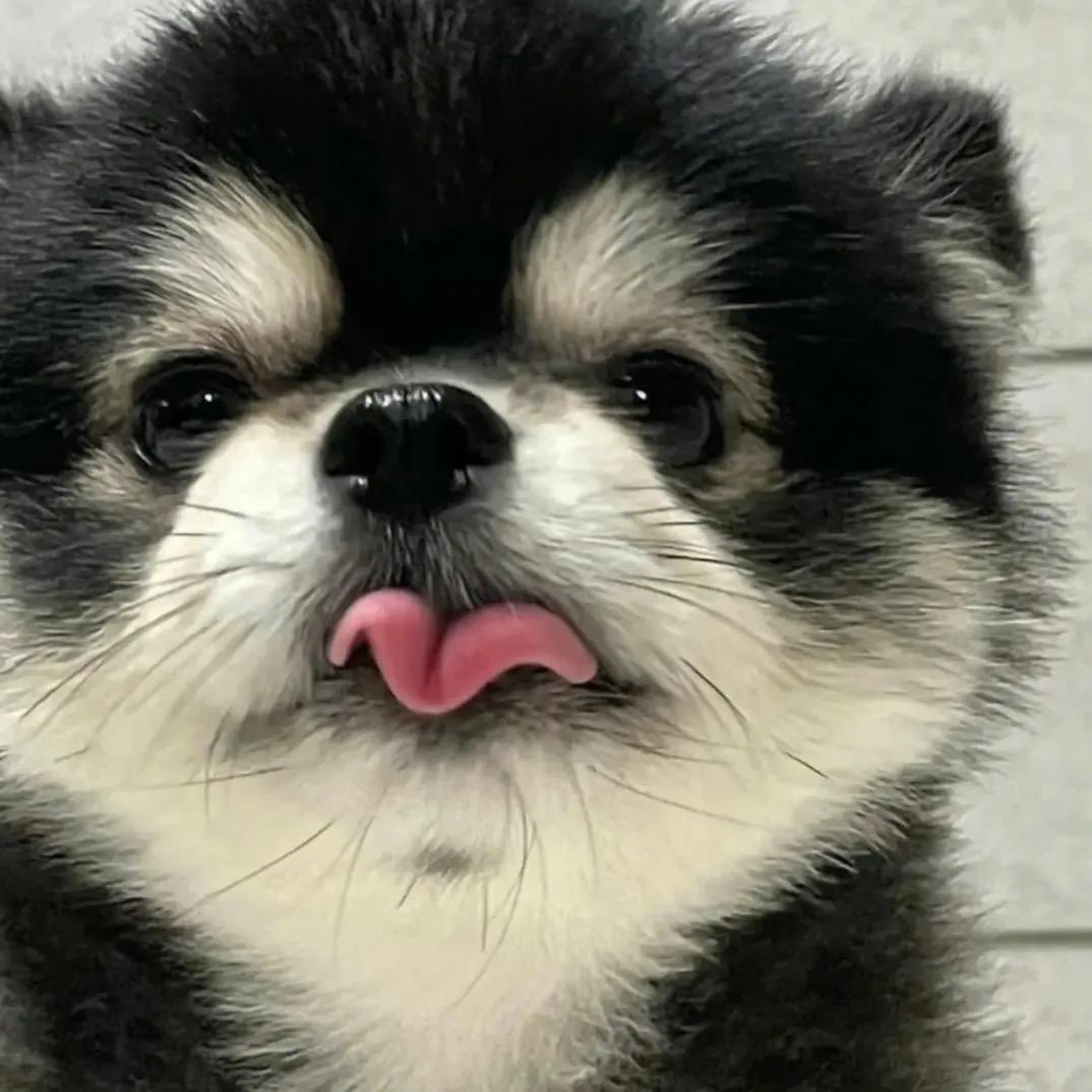 小柏要努力变强