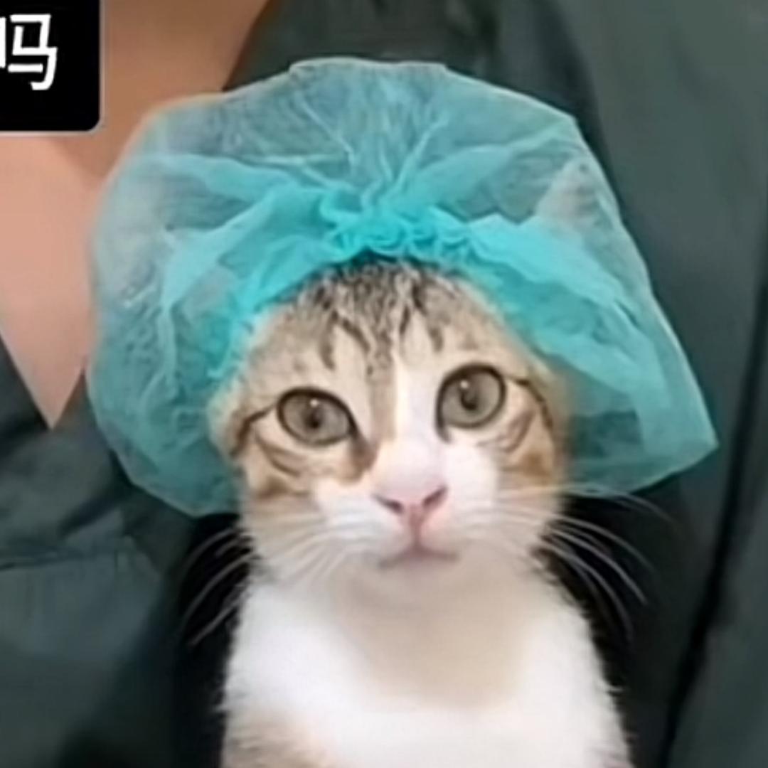 花花公子帅章鱼.