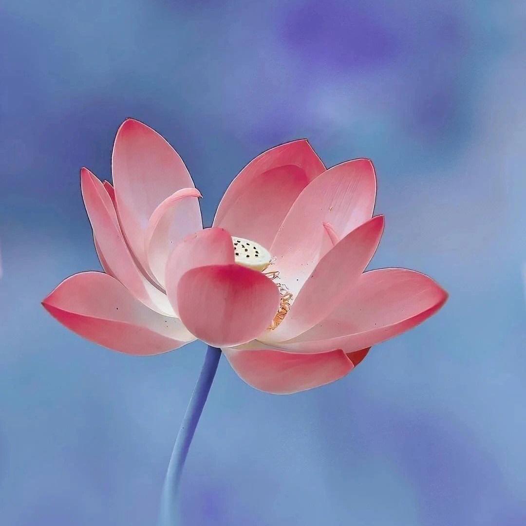 在晋州厂家直销「半成品元宝」的小康