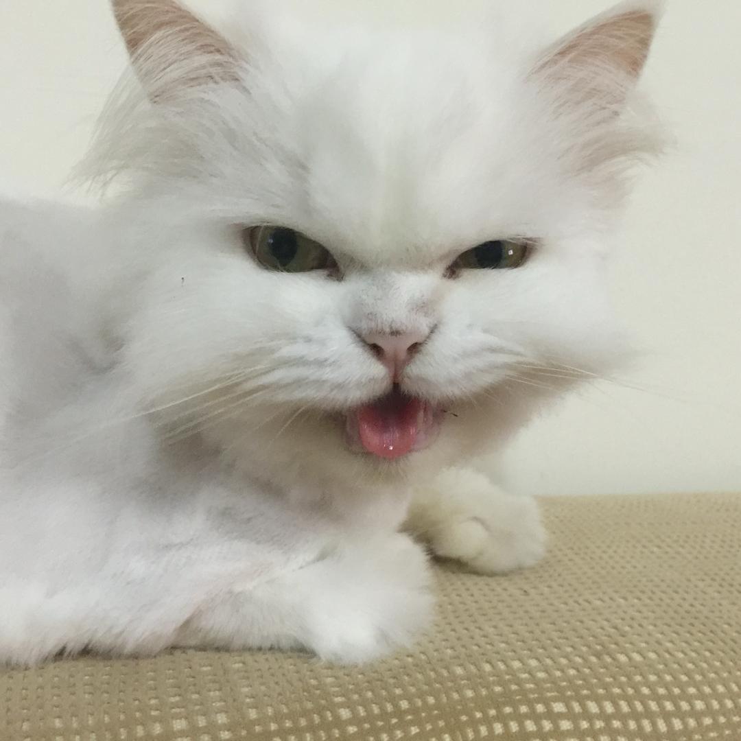 承头像
