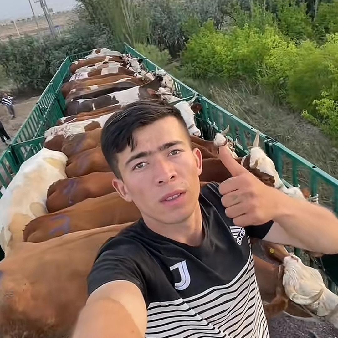新疆牛代办马总收牛王🐄🐄