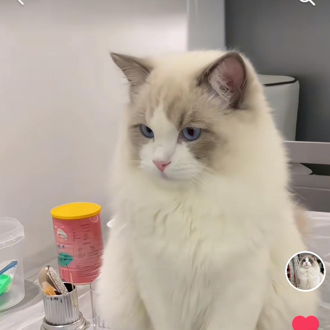 洱源布偶猫