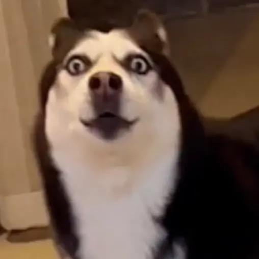 哈哈是二哈