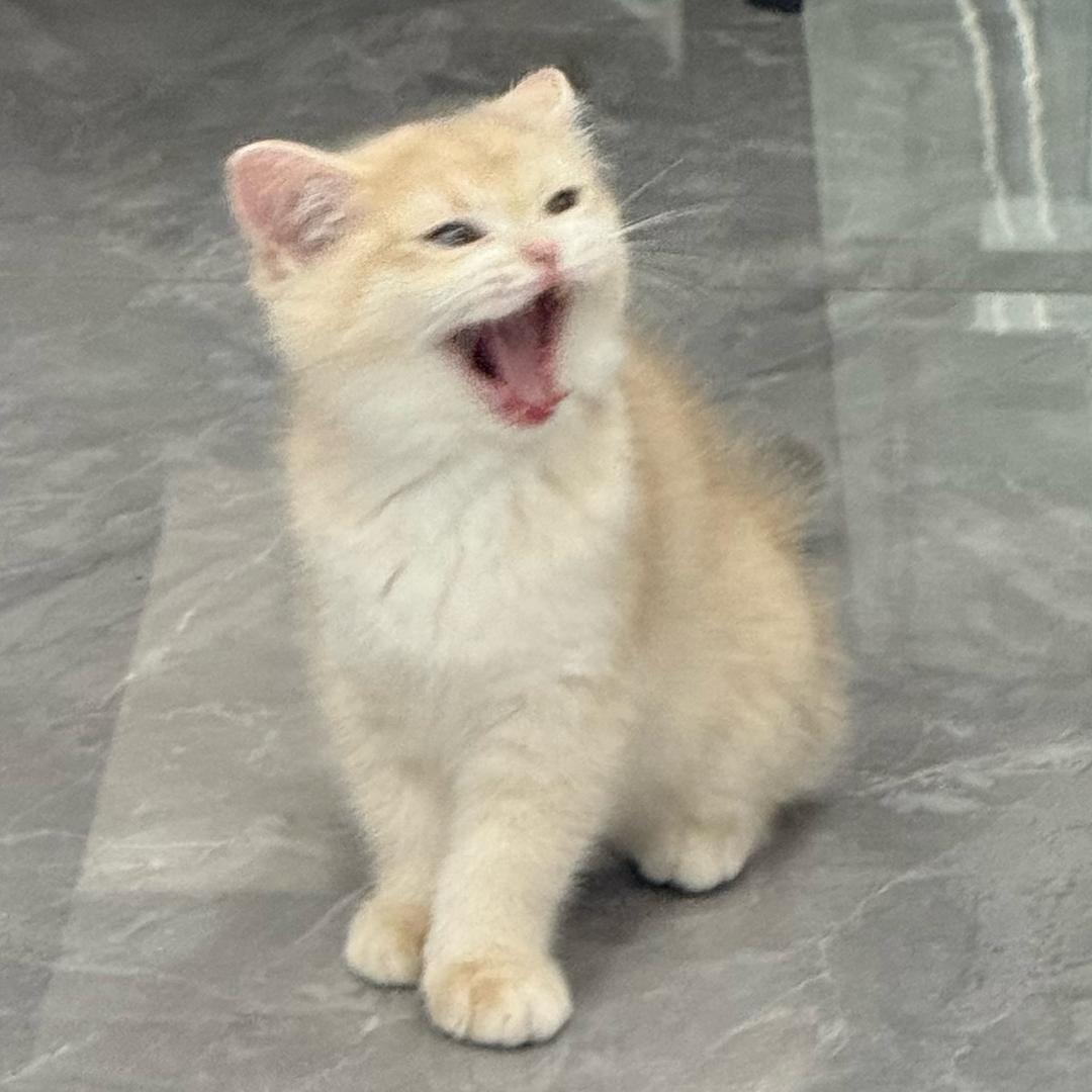 出来吃火锅