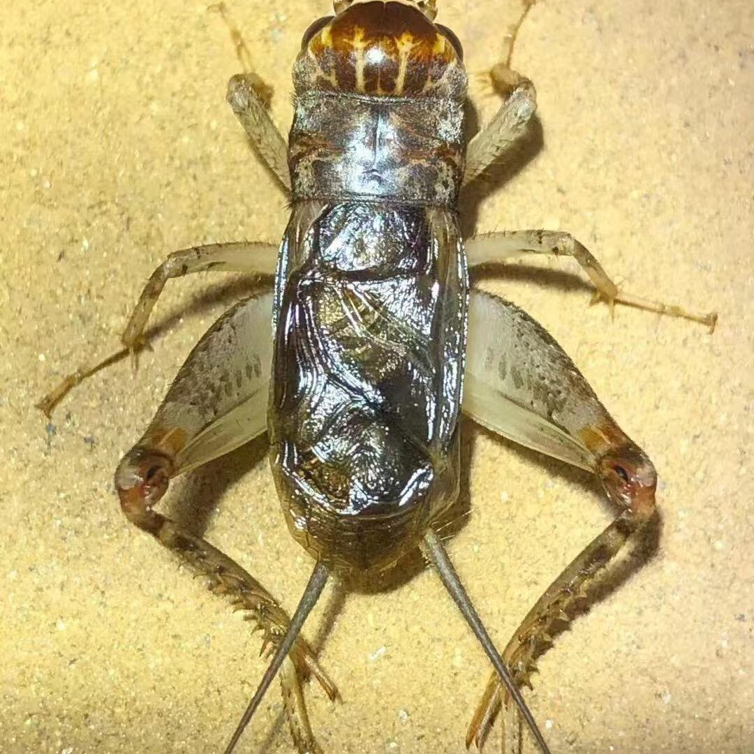 伏山野生蟋蟀吴坤