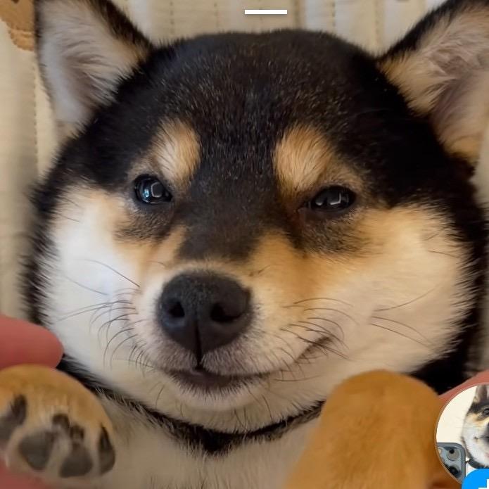 猪突猛进