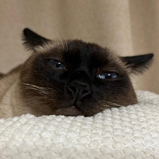 东北大米糕(不在东北)