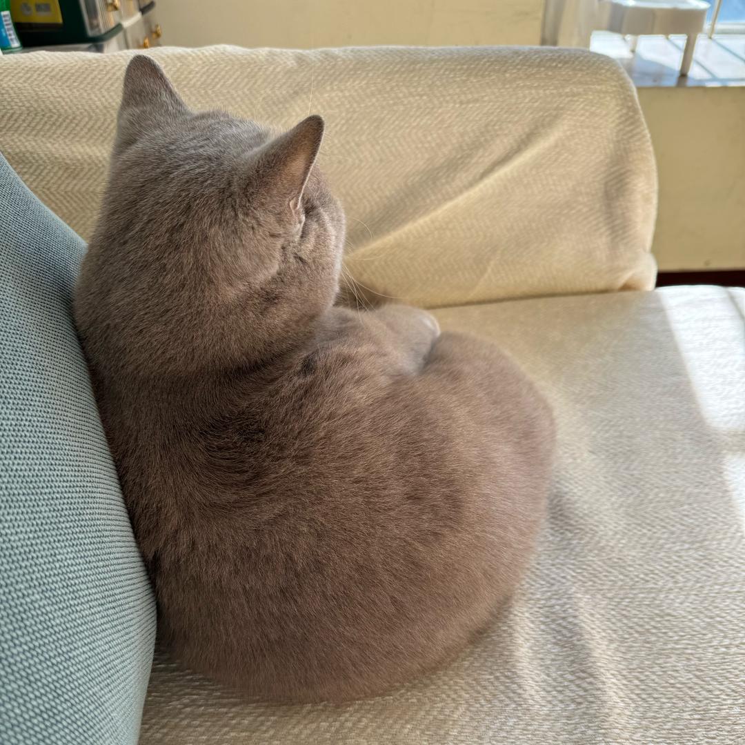 纸盒小猫