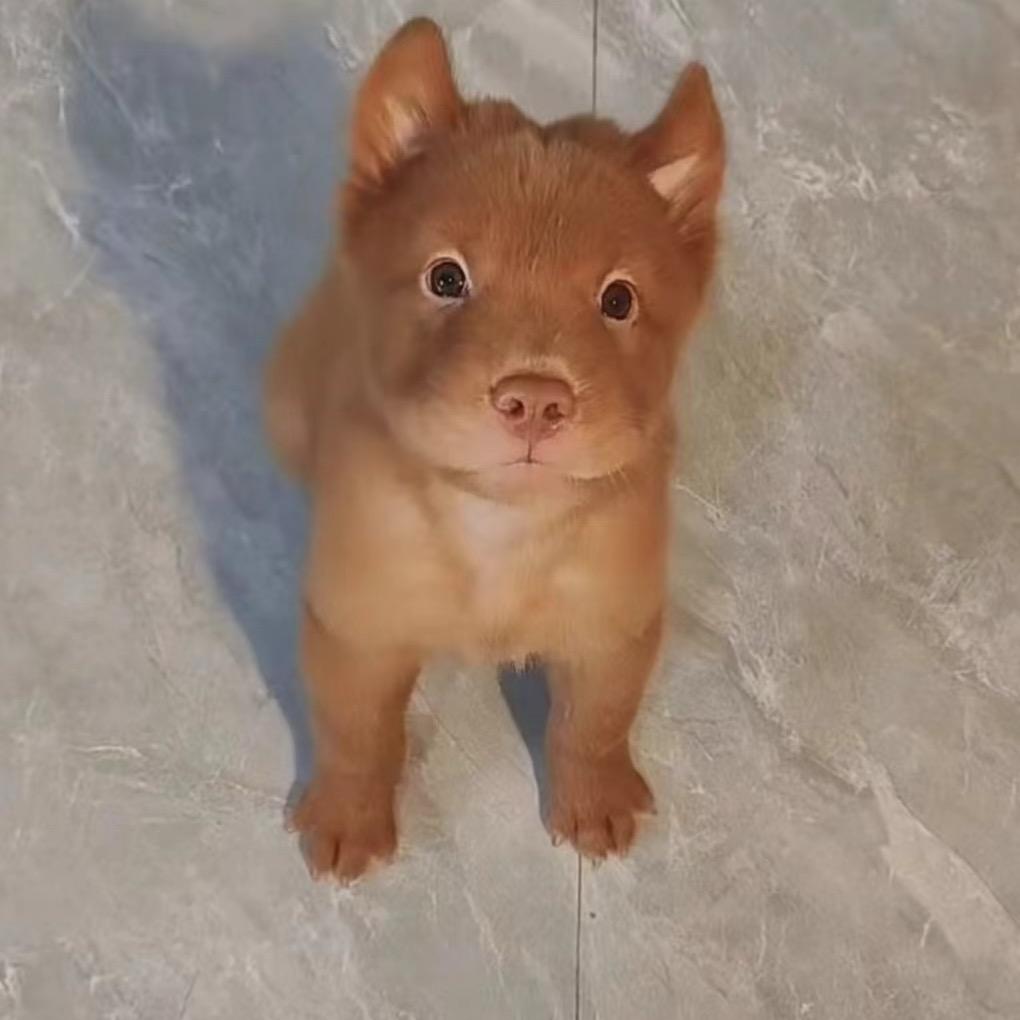 小叮当田园犬
