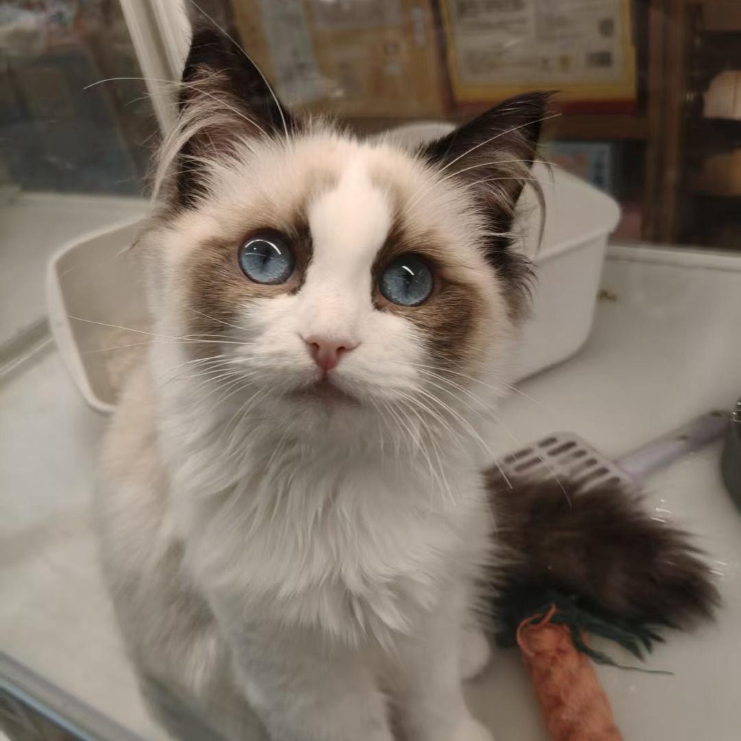 古今唐镇阳光天地店