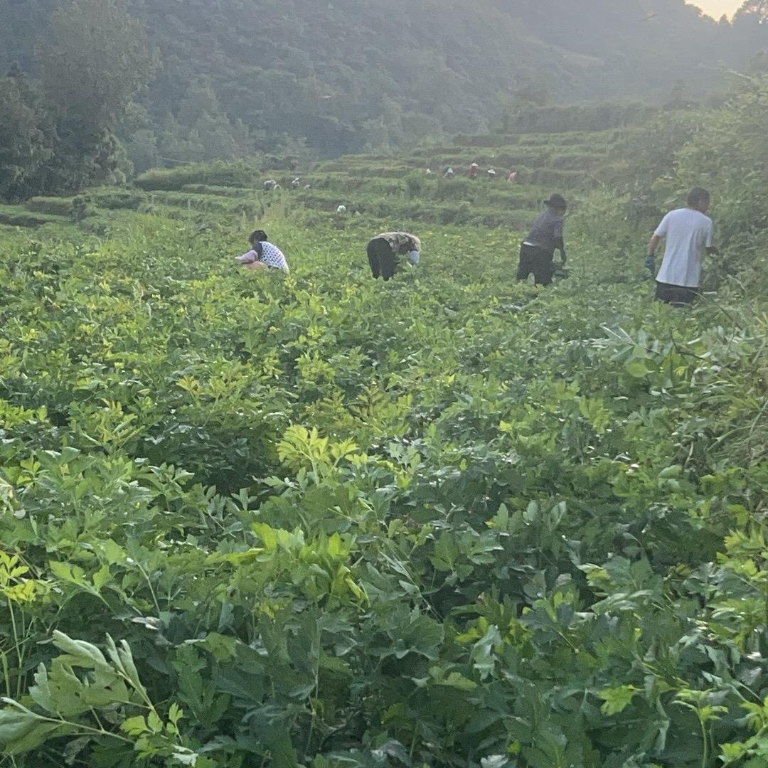 黔福