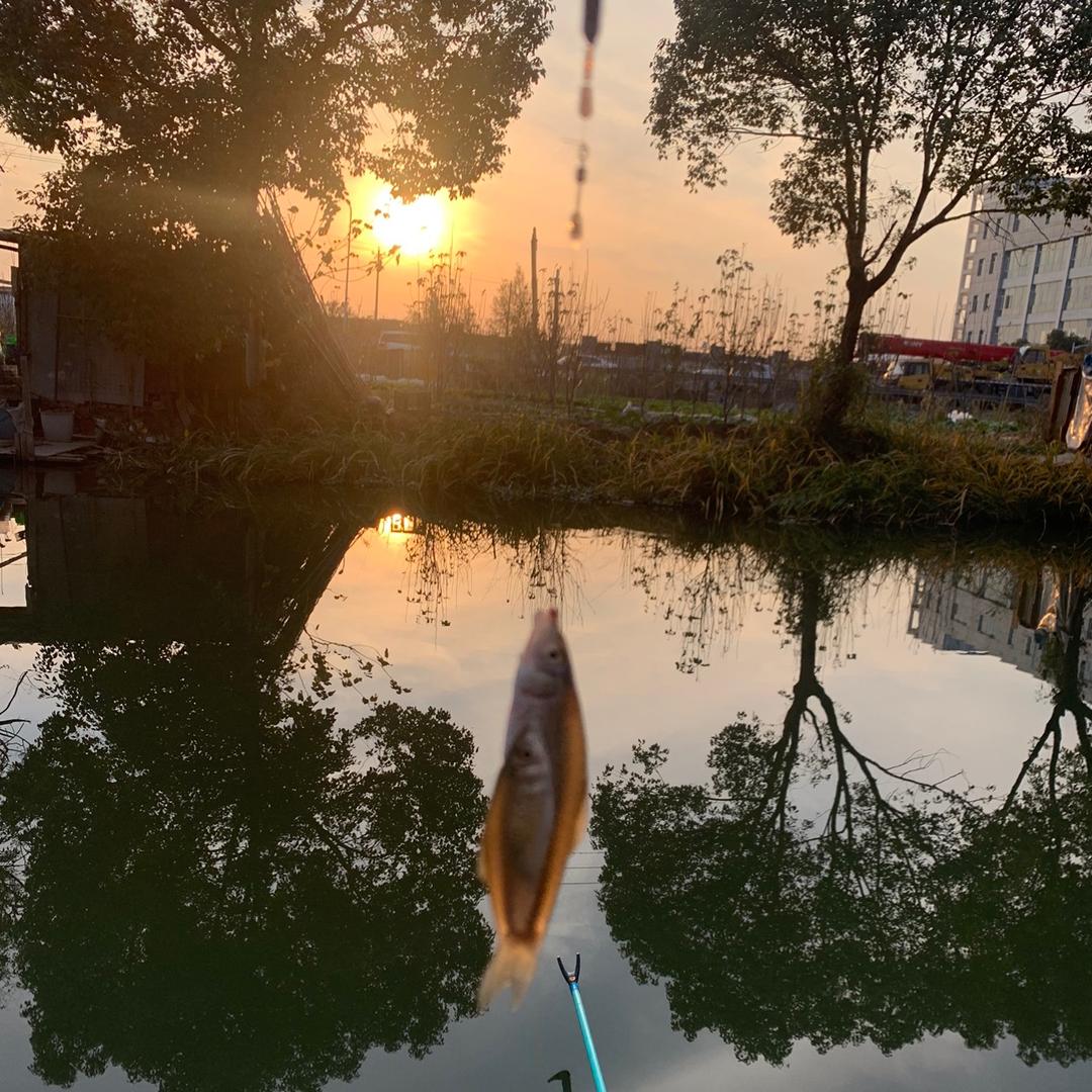 夕阳献鱼儿欢